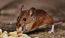24 Hour & Emergency Exterminators in Kendall Park, NJ
